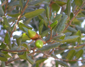 leaves and acorns