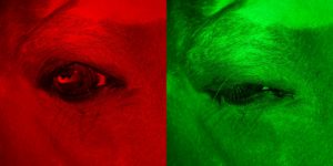 Horse's eye open under red light on left, squinting under green light on right