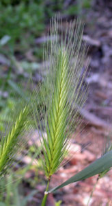 Head of foxtail grass