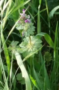 Broadleaf weed with purple flowers growing among grasses