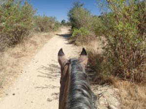 Rider's view of horse's neck and head, dirt trail, scrubby vegetation